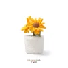 babamama care sp x mchugs (74) McHugs Sunshine Sunflower Bonsai